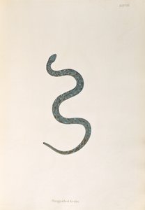 Naugealled Keaka Yılanı, Patrick Russell, Londra, 1796 tarafından Coromandel Sahili